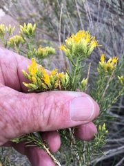 Chrysothamnus greenei