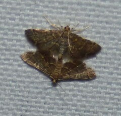 Anageshna