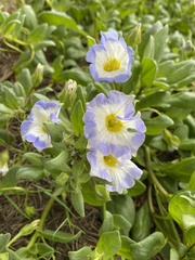 Nolana paradoxa