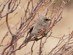 Agelaioides badius