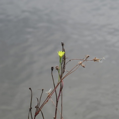 Pyrrhopappus carolinianus