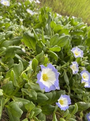 Nolana paradoxa