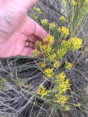 Chrysothamnus greenei