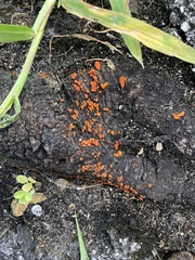 Amphilogia gyrosa