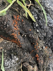 Amphilogia gyrosa