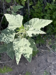 Sphaeralcea ambigua