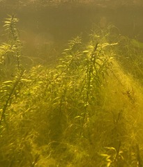 Elodea nuttallii