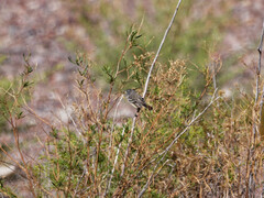Anairetes flavirostris