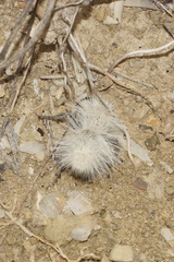 Dasymutilla gloriosa