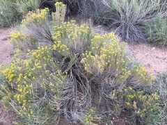 Chrysothamnus greenei