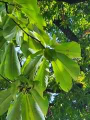 Magnolia obovata