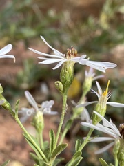 Symphyotrichum ascendens