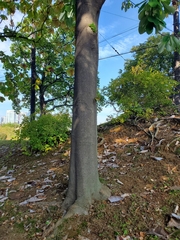 Magnolia obovata