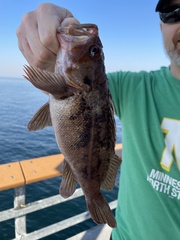 Sebastes auriculatus