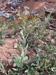 Symphyotrichum ascendens