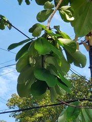 Magnolia obovata