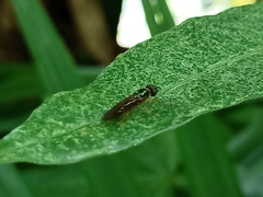 Sarginae