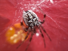 Neoscona theisi