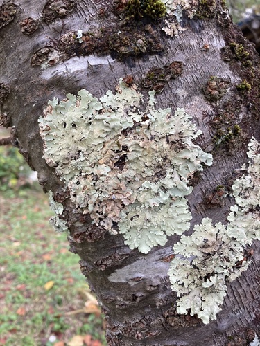 Flavoparmelia caperata