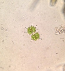 Xanthidium cristatum