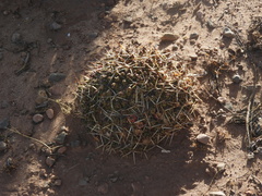 Maihueniopsis molfinoi