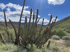 Lophocereus schottii