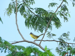 Geothlypis poliocephala