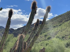 Lophocereus schottii