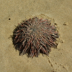 Echinoidea
