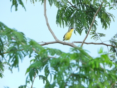 Geothlypis poliocephala
