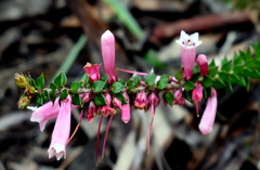 Epacris reclinata