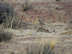 Muscisaxicola capistratus