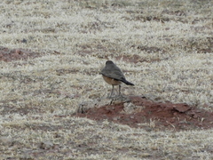 Muscisaxicola capistratus