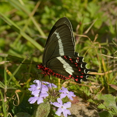 Parides bunichus