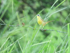 Geothlypis poliocephala