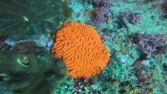 Lobophyllia
