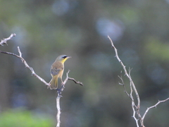 Geothlypis poliocephala