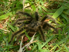 Grammostola