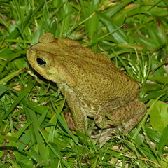 Rhinella icterica