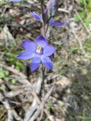 Thelymitra megcalyptra