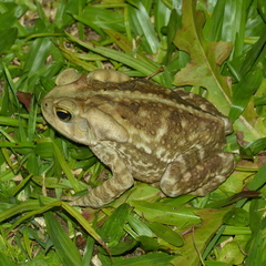 Rhinella icterica