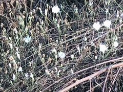 Malacothrix saxatilis