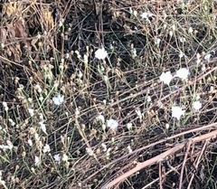 Malacothrix saxatilis