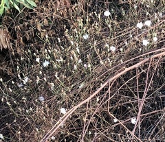 Malacothrix saxatilis