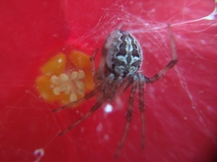 Neoscona theisi