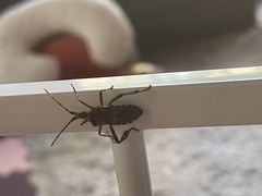 Leptoglossus clypealis