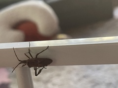 Leptoglossus clypealis