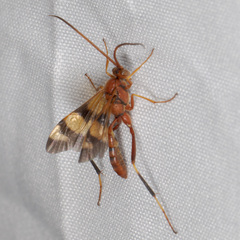 Compsocryptus texensis