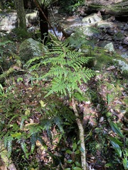 Adiantum formosum