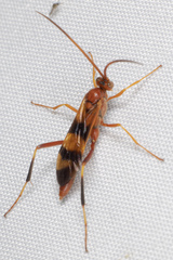 Compsocryptus texensis